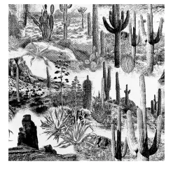 Carta da Parati con Cactus in Bianco e Nero
