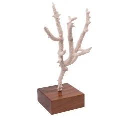 Corallo di Acropora Nobilis su base di noce