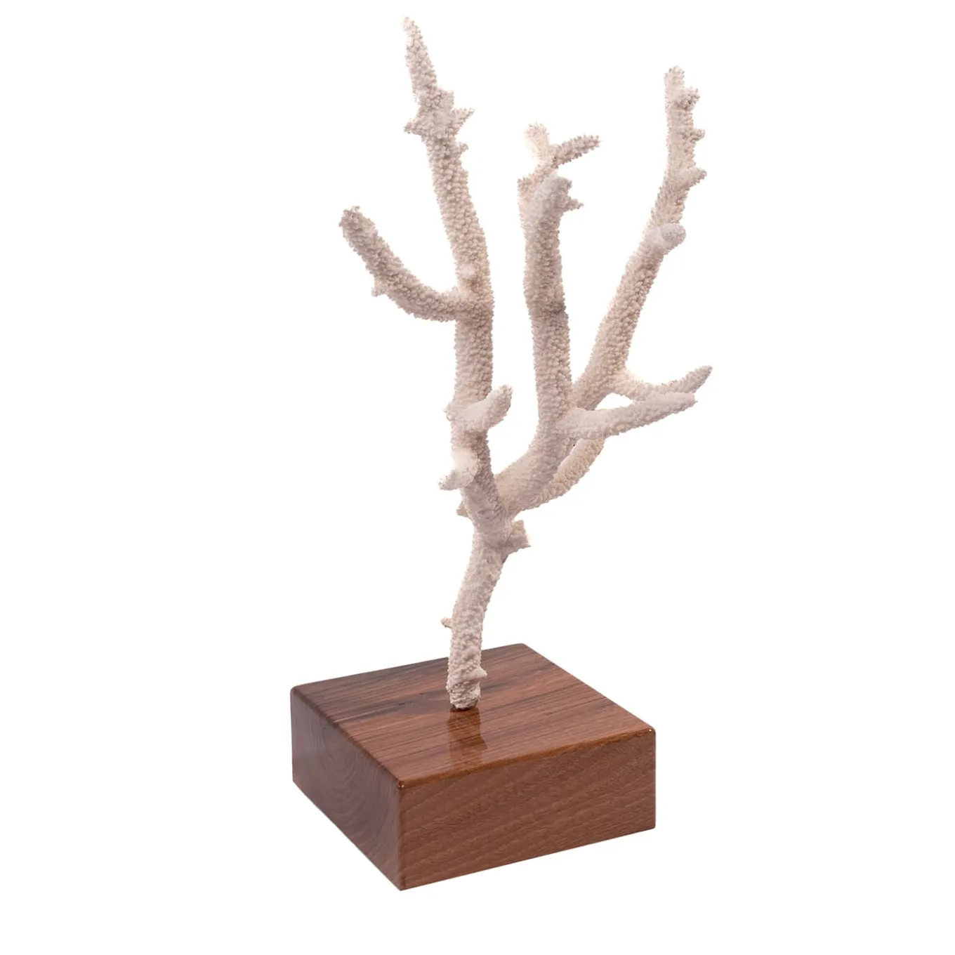 Corallo di Acropora Nobilis su base di noce