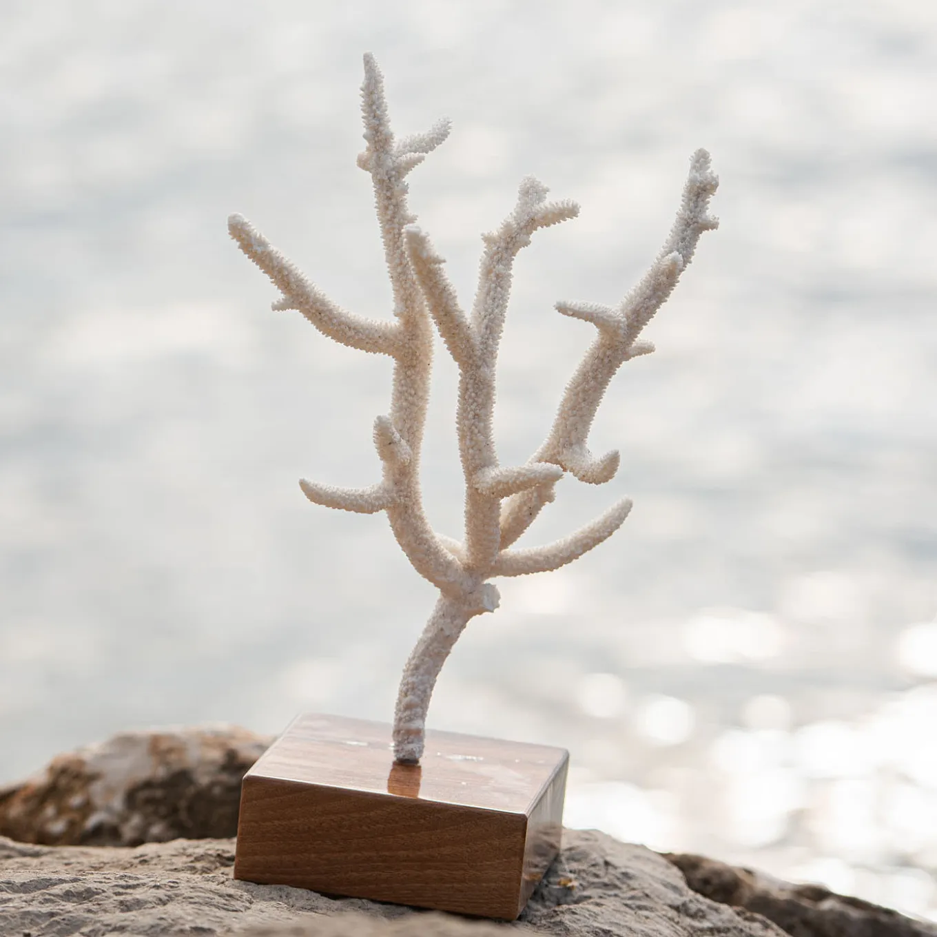 Corallo di Acropora Nobilis su base di noce
