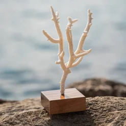 Corallo di Acropora Nobilis su base di noce