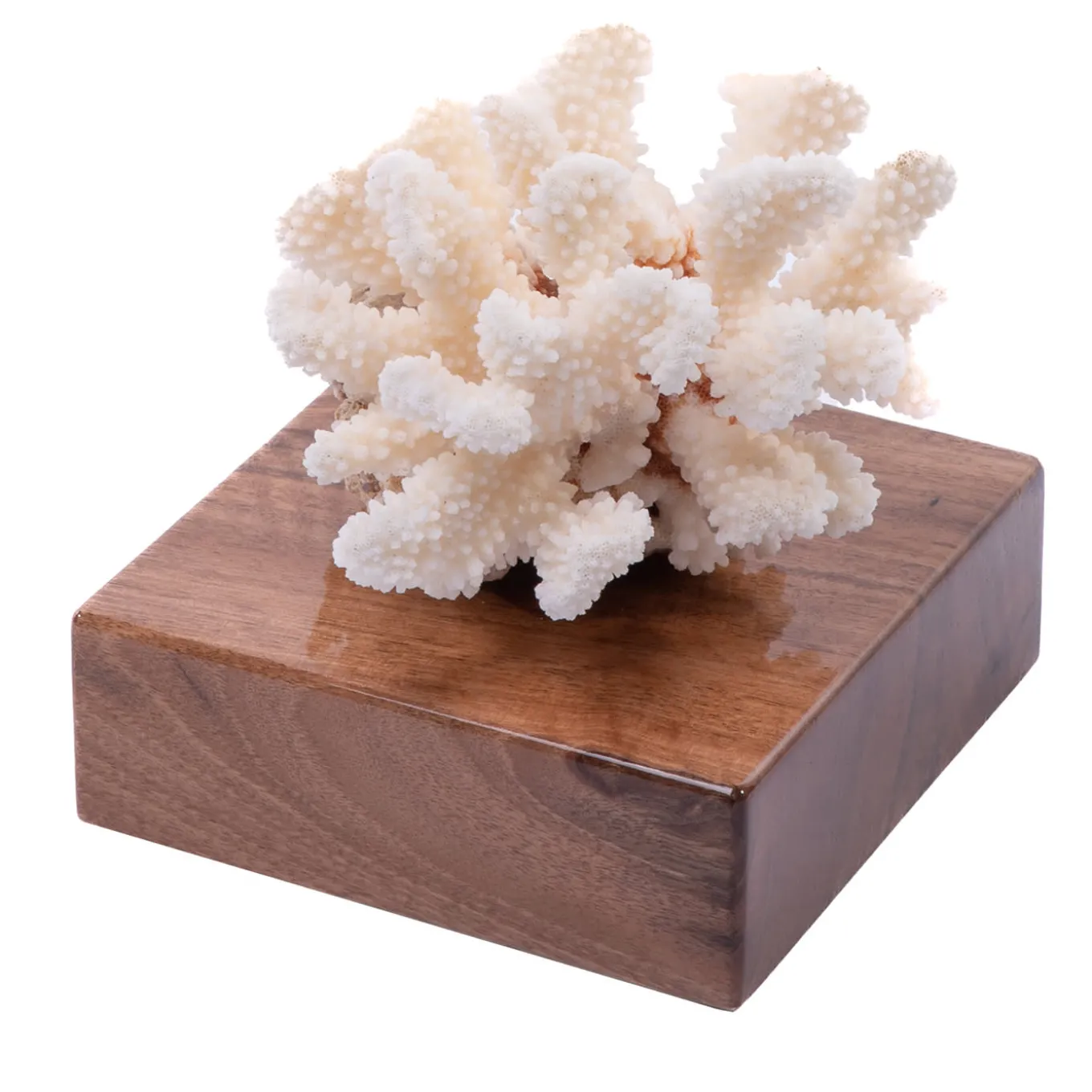 Corallo Pocillopora Meandrina su base di noce