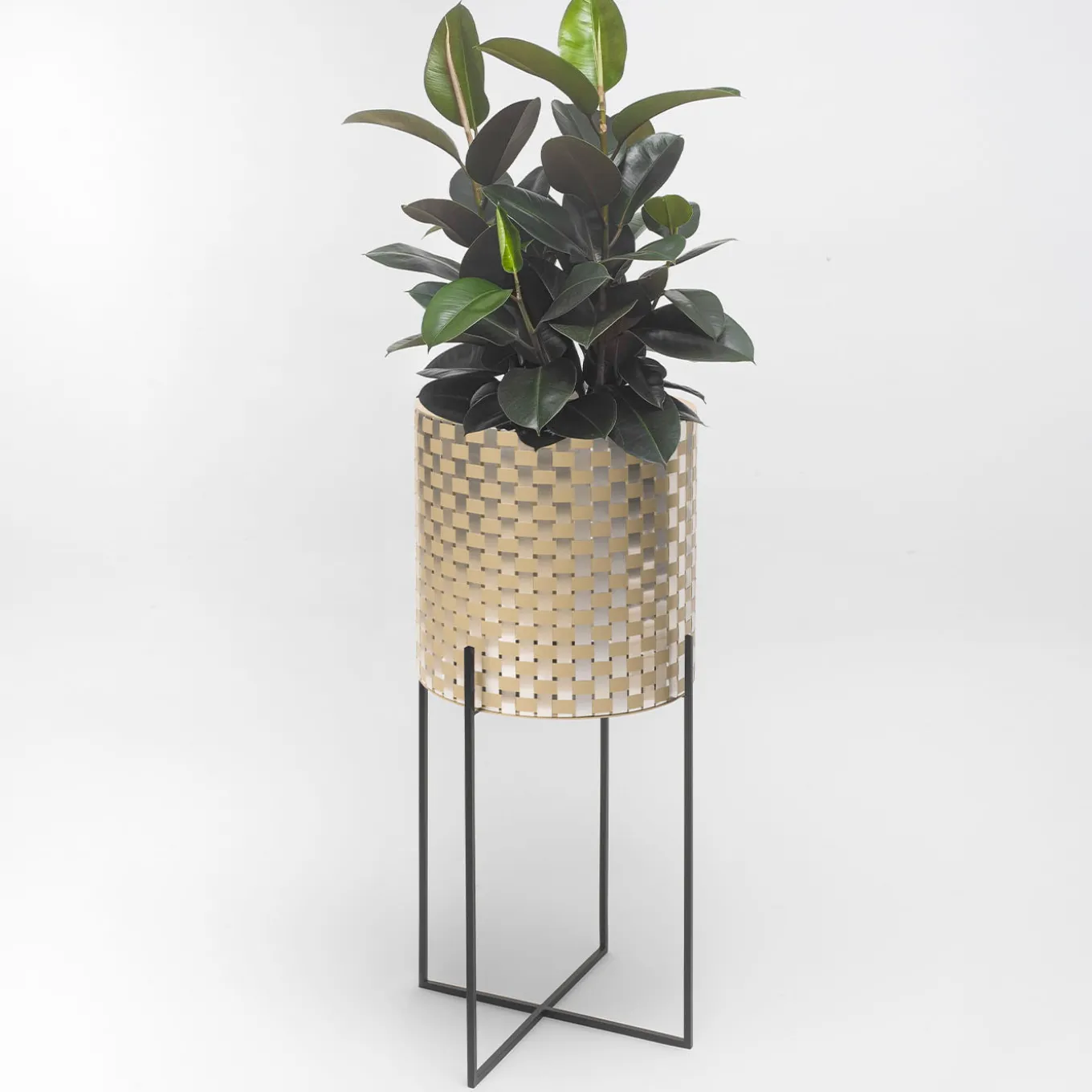 Nexum Ottico 60 Oro Chachepot
