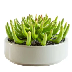 Pianta in ceramica Piovra d.29