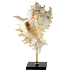 Scultura con piedistallo in conchiglia di Murex