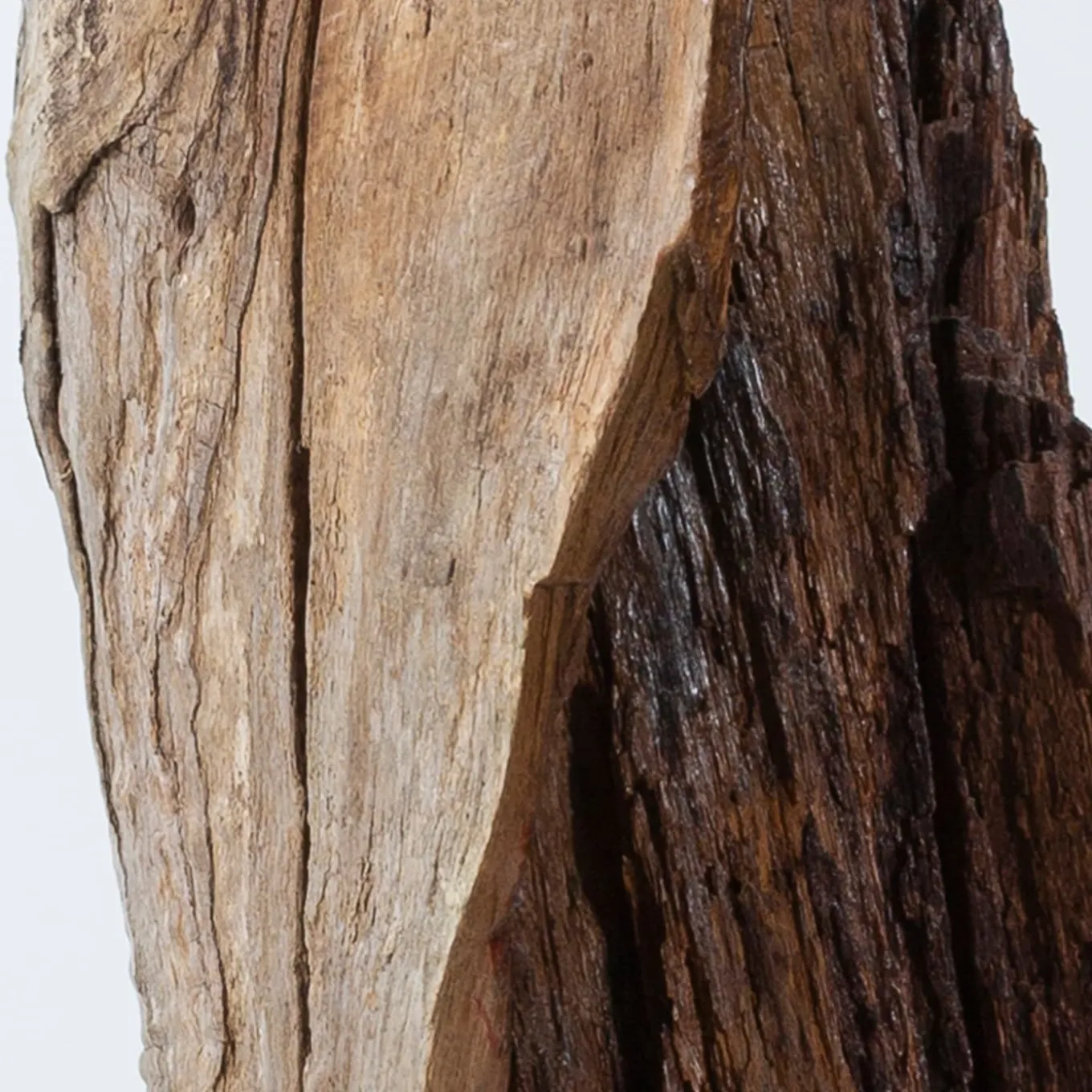 Scultura marrone Per Mulieres II