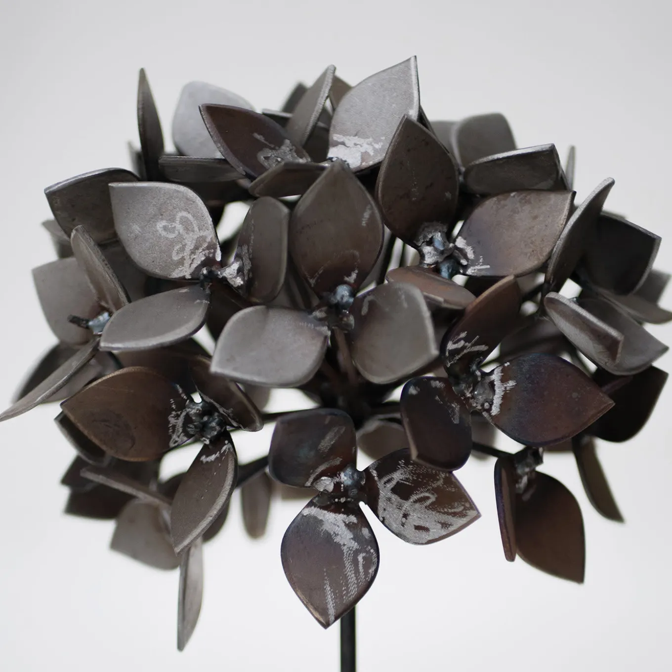 Scultura Ortensia