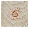 Set di 25 piastrelle Thalassa Avana Shell #D