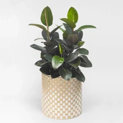 Splot4flowers Cachepot ottico oro
