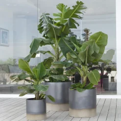 Vaso Palm Beach
