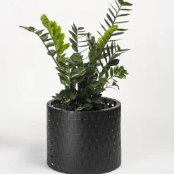 Vitis Nero Abatellis Cachepot