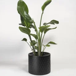 Vitis Nero Abatellis Cachepot
